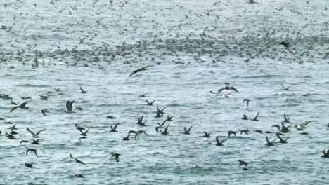 thousands of birds and gulls on and flying above the sea water