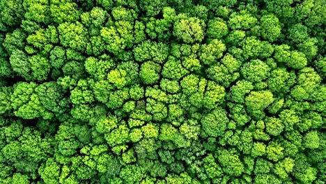 vertical aerial shot of a green forest