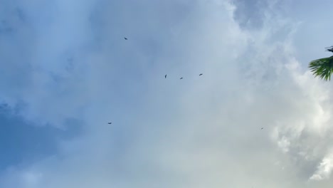 Flock-of-predatory-birds-circling-high-in-the-sky