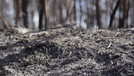 View-of-ash-and-smouldering-logs-from-a-recent-bushfire