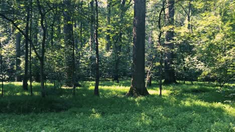 Kurzer-Ausschnitt-Einer-Pfanne-Im-Tiefen-Wald