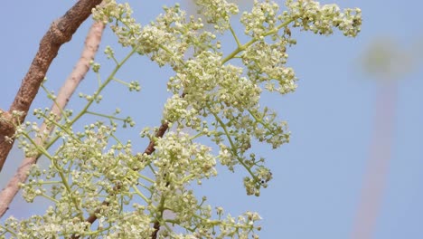 Pequeñas-Flores-De-Garuga-En-El-área-Del-Bosque