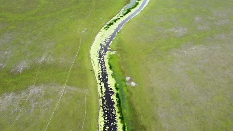 birds eye view of narrow winding stream river waterway with algae and lilies covering the surface on wetland plain of ira lalaro, timor leste, aerial drone reverse