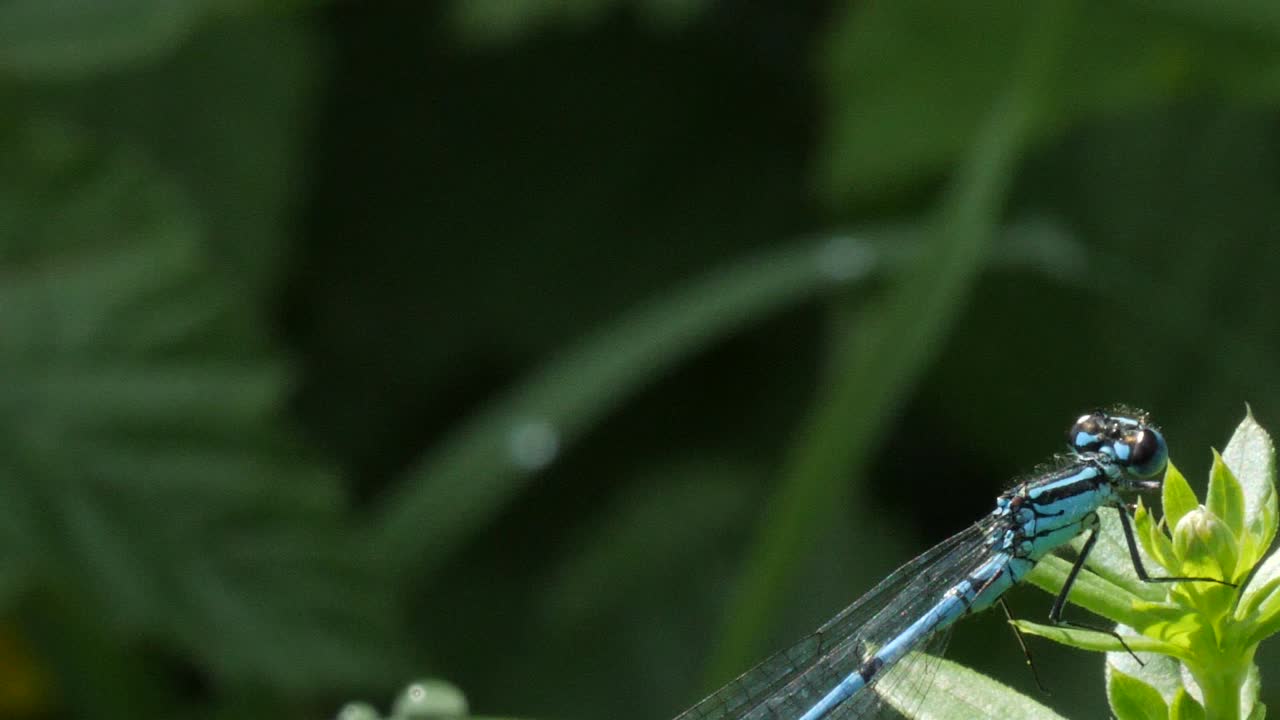 foto macro de la cabeza de una hermosa libélula azul sentada en una planta verde