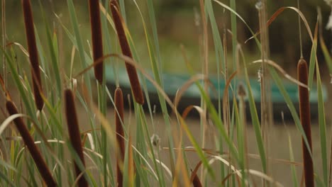 close up of empty canoe in swamp, shifting focus to cattail