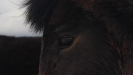 close up of dark brown icelandic horse eye and mane during windy day