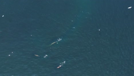 Aerial-tracking-shot-of-a-group-of-sea-lions-hunting-a-large-school-of-fish