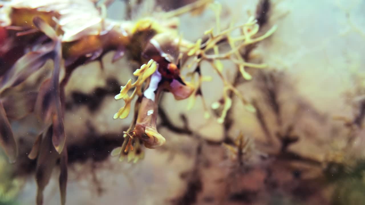 dragón de mar frondoso con huevos macro primeros planos 4k cámara lenta