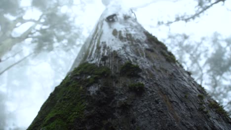 Low-Angle-Shot-Of-Tree-With-Covered-With-Fog-And-Water-Drops-Dripping-Off-Of-It---Bad-Weather-Concept