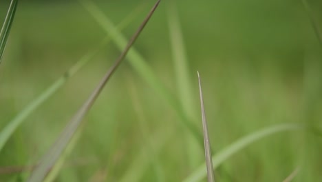 Ein-Mehrjähriges-Gras,-Das-Im-Tropischen-Und-Subtropischen-Asien-Beheimatet-Ist-Und-Auch-In-Mehrere-Länder-Eingeführt-Wurde