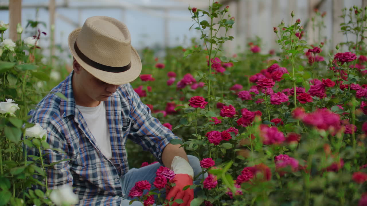 Un giardiniere fiorista siede in una serra ed esamina rose coltivate per la vendita.