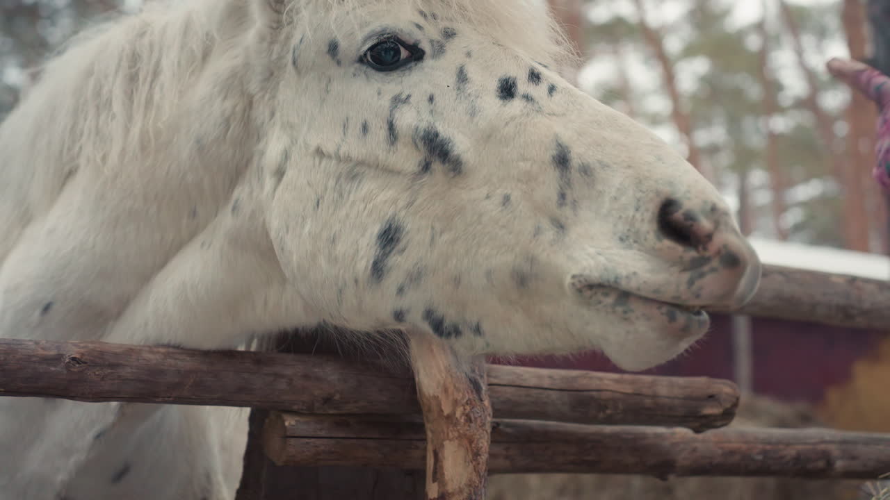 Alimentar a un caballo y conectar con él, fomentar la confianza a través del contacto al alimentarlo en un prado invernal, interactuar con un poni moteado ofreciéndole golosinas para desarrollar la confianza y el bienestar mutuos.