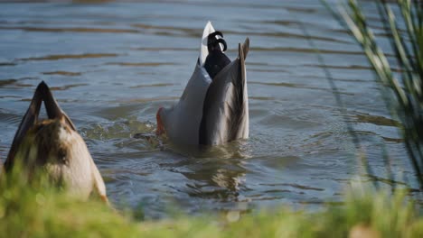 dos ánades reales en el lago buceando en busca de comida