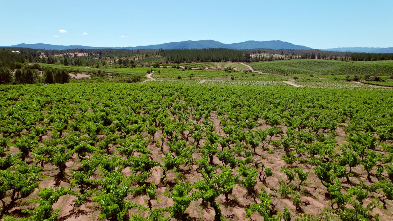 Vineyards In Head Training For Higher Quality Of Grapes In Maule Valley