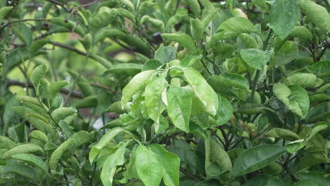 Green-Wet-Leafage-Of-A-Tree-On-A-Rainy-Daytime