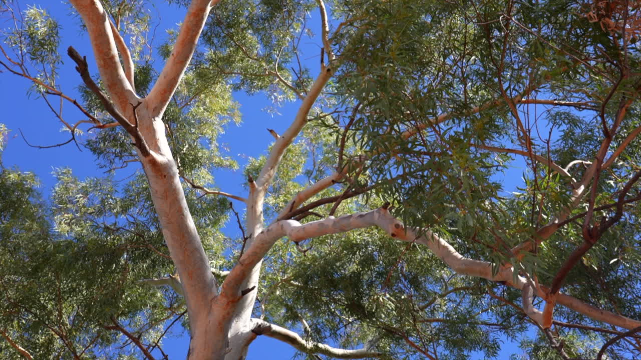 Shot of native Australian tree tops from the ground, Outback NSW