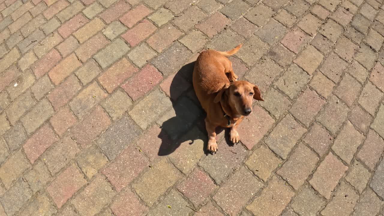 Top down view of dog lying on brick pavement under warm sunshine. Dachshund breed dog in urban environment.