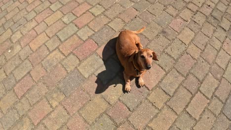 top down view of dog lying on brick pavement under warm sunshine. dachshund breed dog in urban environment.