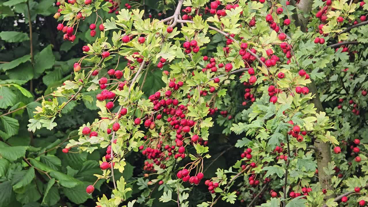 Red hawthorn berries (Crataegus) on branches in autumn