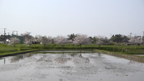 impresionantes vistas rurales con campos de arroz llenos de agua y árboles de sakura en japón