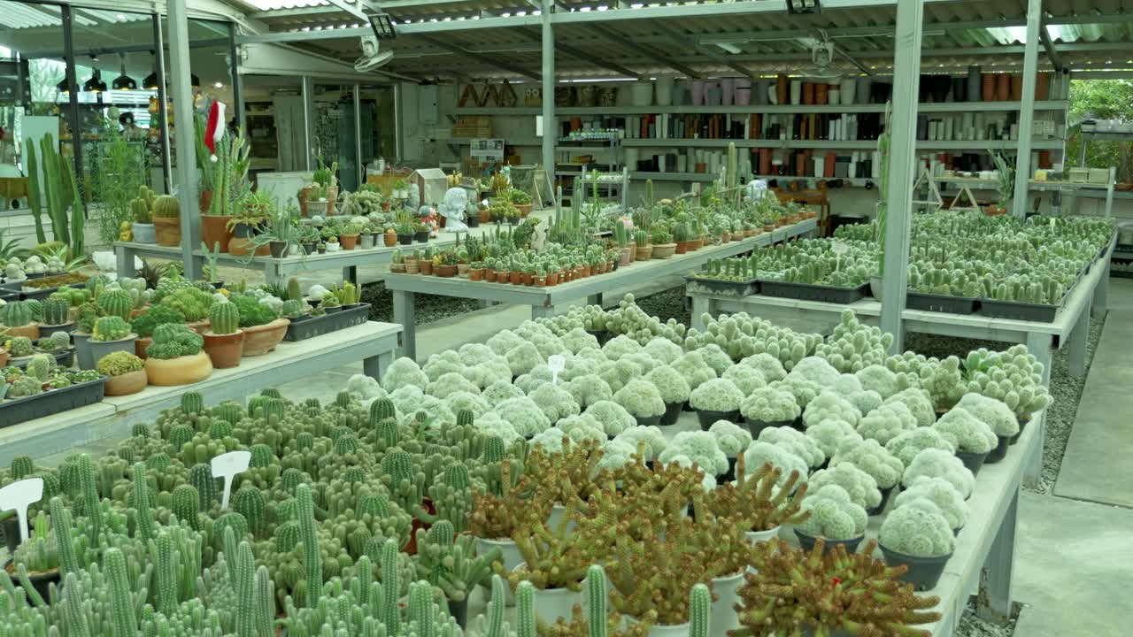 Explore a vibrant indoor nursery filled with diverse cacti showcasing nature's beauty and variety.