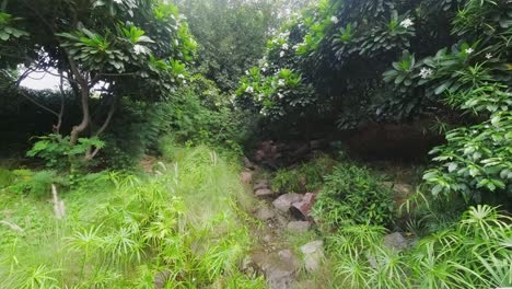 time-lapse of green foliage and undergrowth with a leading trail into the woodland in india