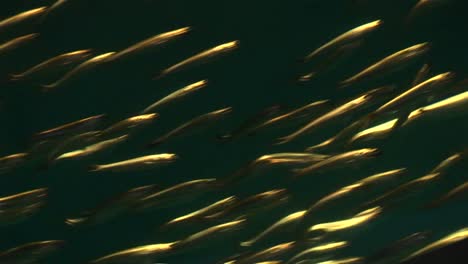 Underwater-Shot-Of-A-School-Of-Small-Fish-Swimming-Rapidly-1