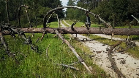 SLOWMOTION---A-girl-walking-her-dog-in-a-forest-road,-the-dog-jumps-over-a-tree-and-the-drone-flies-through-some-branches