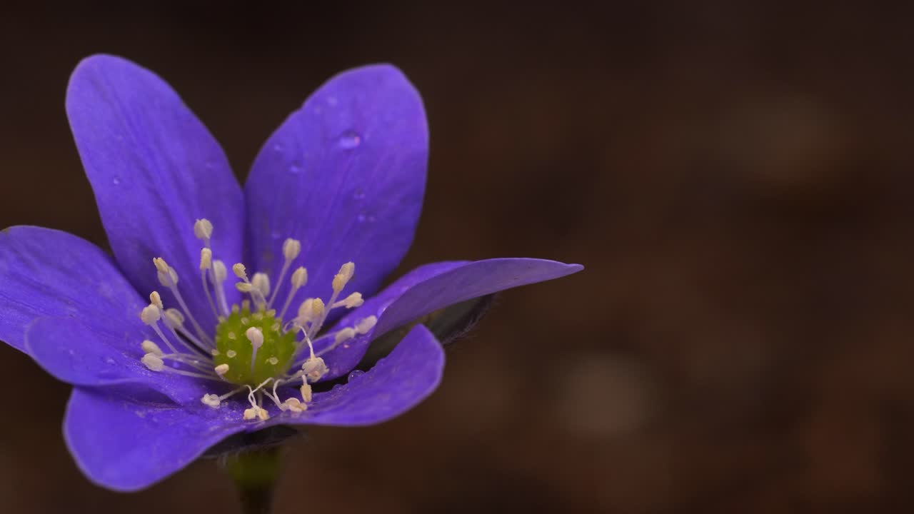 Isolated flower in bright purple color leaving the frame while the camera moves from left to right