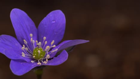 isolated flower in bright purple color leaving the frame while the camera moves from left to right