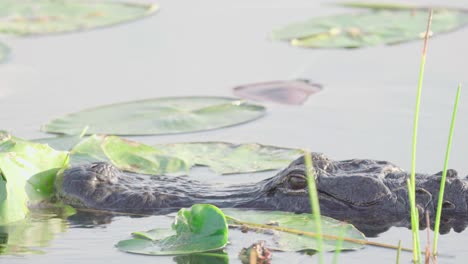 close up of alligator head swimming through lily pads and reeds