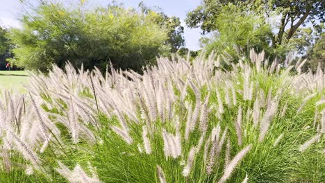 gentle breeze moves chinese fountain grass gracefully