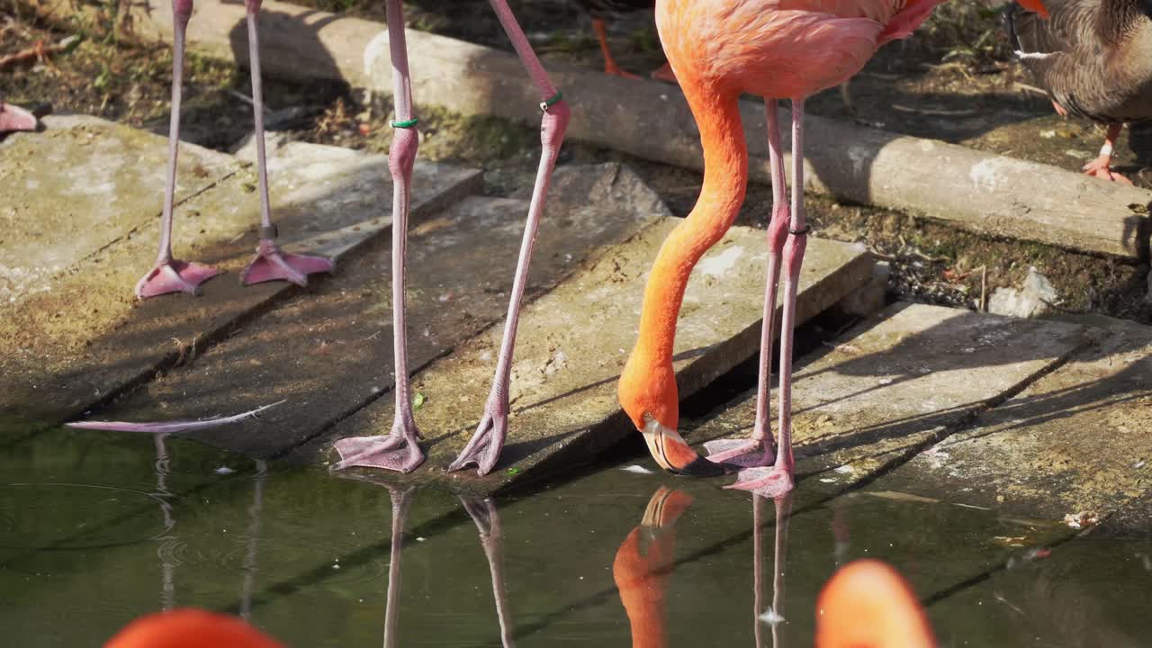 Flamingos at Higashiyama Zoo Drinking Water