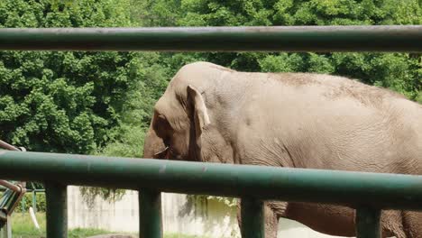 Close-Up-View-Of-An-Indian-Elephant-Inside-A-Fence-In-Gdansk-Zoo-In-Poland