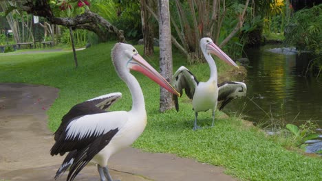 two australian pelicans standing on the grass in zoo