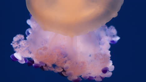 macro shot of fried egg jellyfish