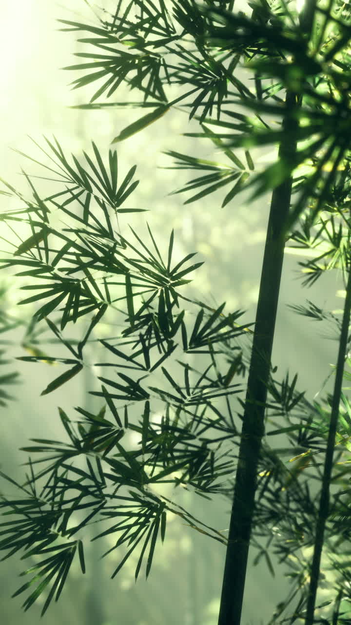 Sunlight filtering through lush bamboo forest during a serene morning