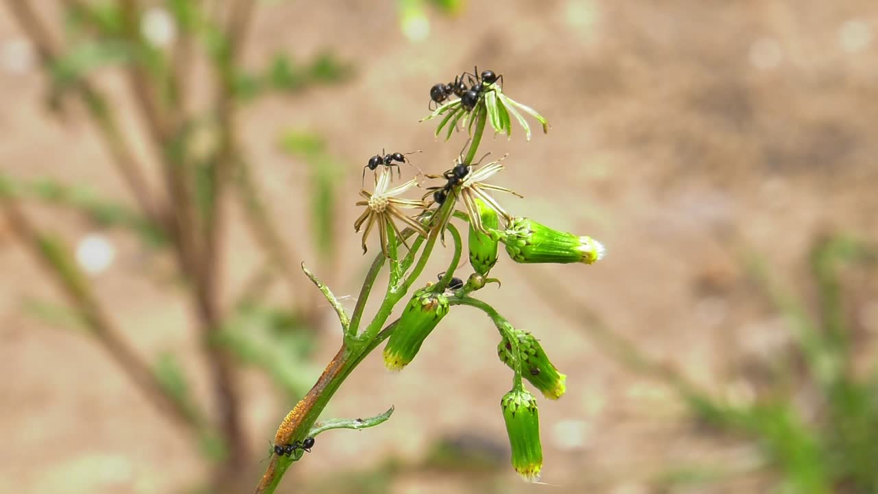 민들레에서 씨앗을 가져가는 정원 개미, 클로즈업 슬로우 모션 자연