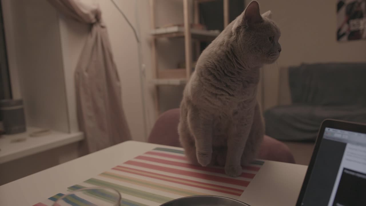 gato gris sentado en una mesa en una sala de estar