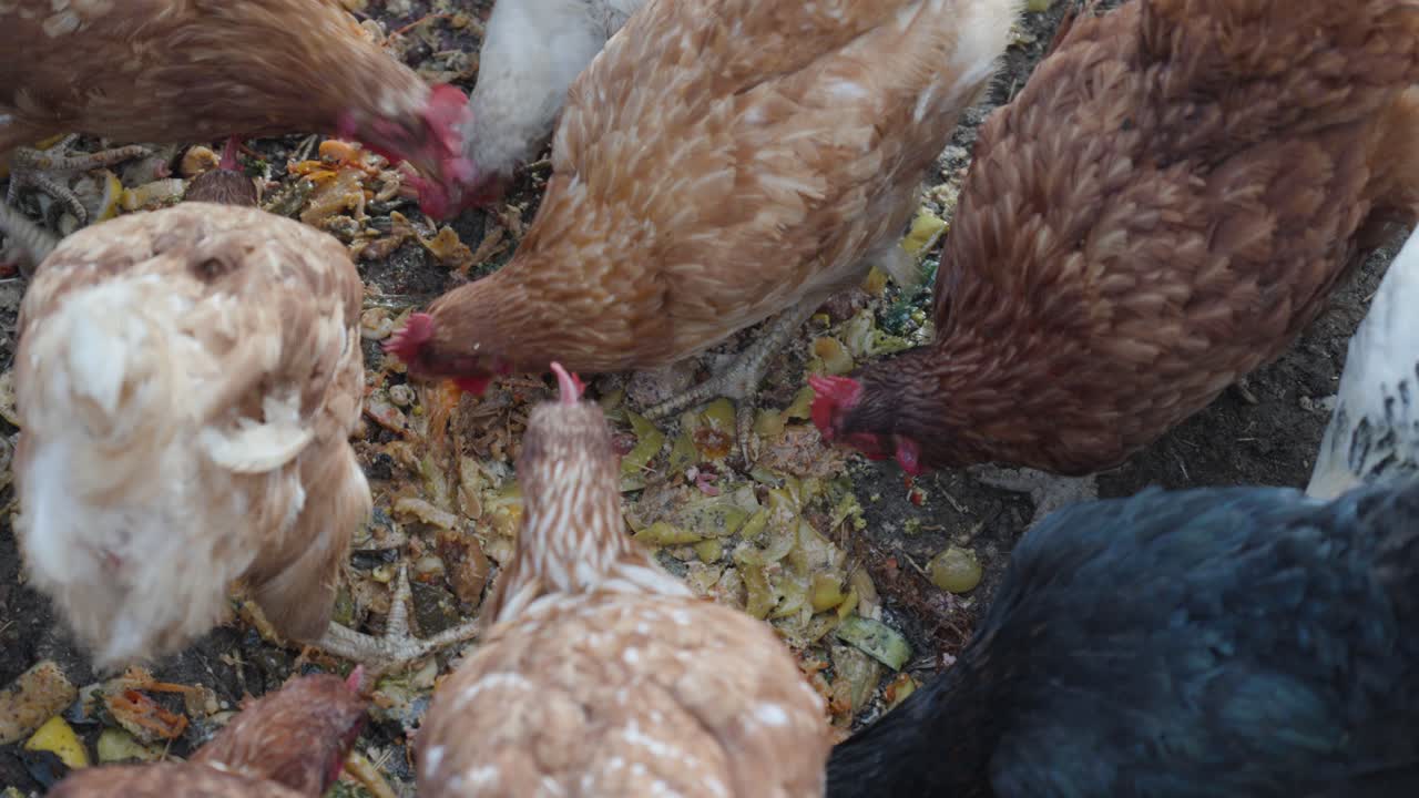 top-down shot of hens pecking at the food on the ground within their coop