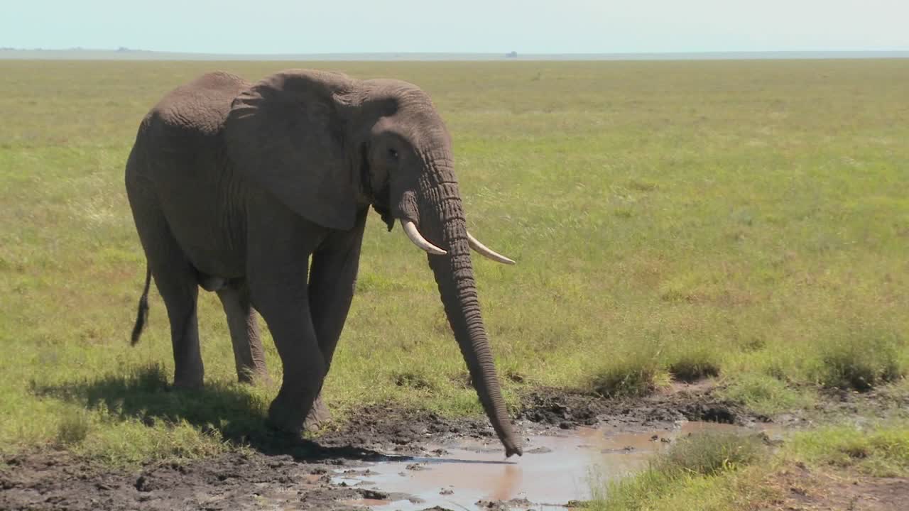 un elefante bebe de un abrevadero en las llanuras del serengeti