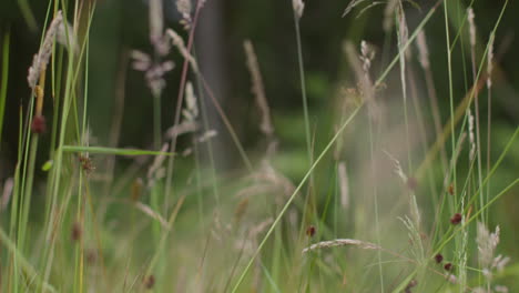 close up of grasses with fern leaves flowers and plants growing in countryside 1