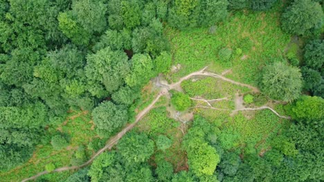 green trees in forest