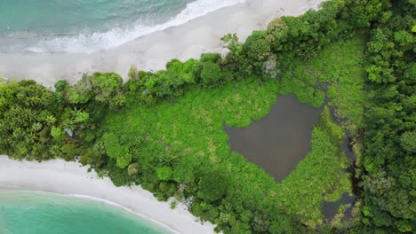 aerial drone flyover vibrant scenic manuel antonio tropical beach foreshore with lush green trees and blue ocean waves, 4k