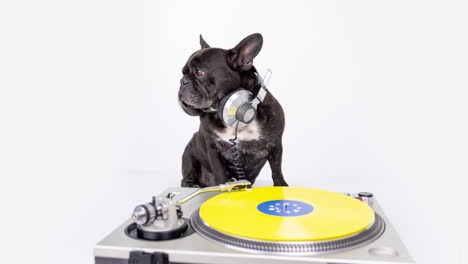 dj french bulldog with headphones and turntables