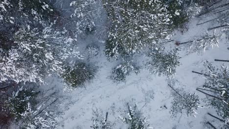 birdeye view of forest in michigan's upper peninsula