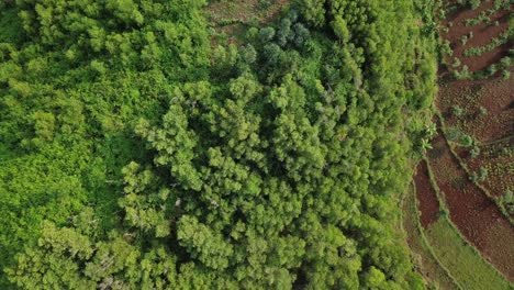 Vista-Aérea-De-Drones-En-La-Cabeza-Del-Bosque-Y-La-Colina-Por-La-Mañana,-Wonosari,-Yogyakarta