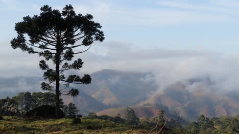 araucaria in the foreground with fog and clouds moving timelapse on the background