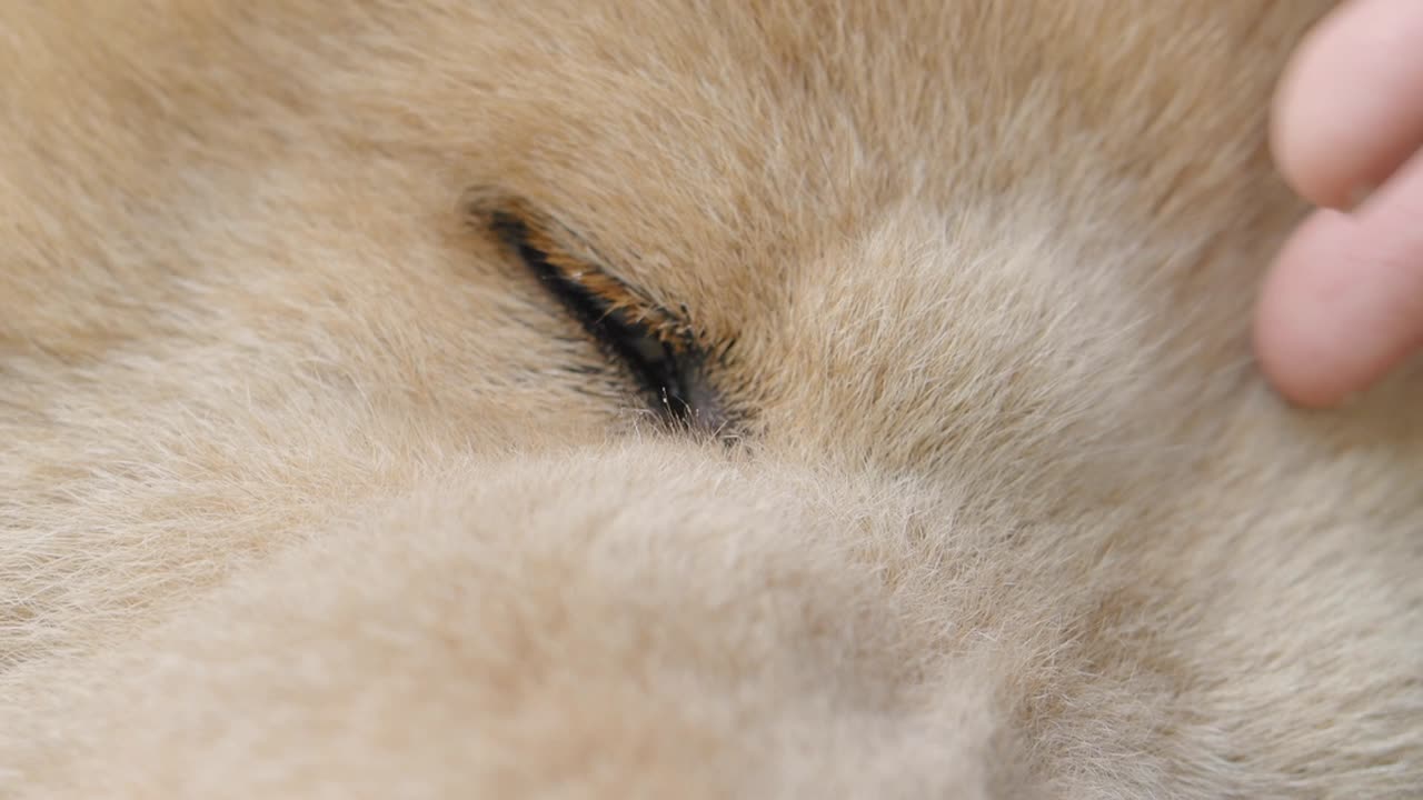 Close-up of a dog's eye