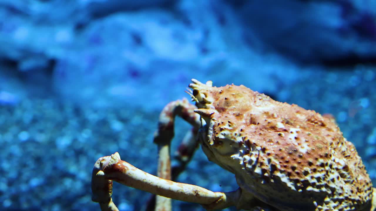 바다 바닥을 가로질러 는 크래브